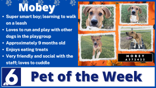 Pet of the week: Mobey 