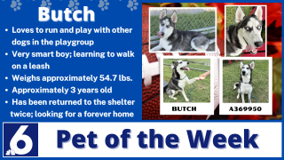 Pet of the Week: Butch 