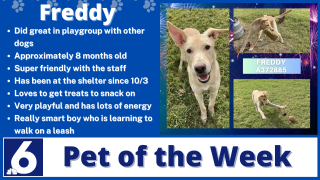 Pet of the Week: Freddy 