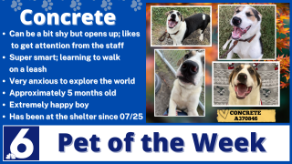 Pet of the Week: Concrete 