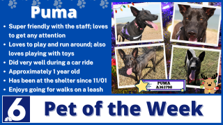 Pet of the Week: Puma 