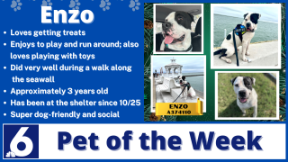 Pet of the Week: Enzo 