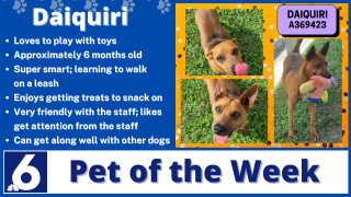 Pet of the Week: Daiquiri 