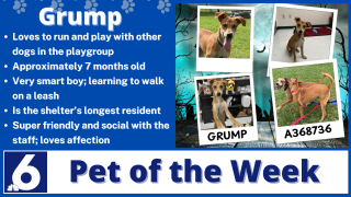 Pet of the Week: Grump 