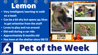 Pet of the Week: Lemon 