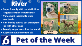 Pet of the Week: River 