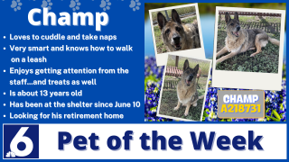 Pet of the Week: Champ 