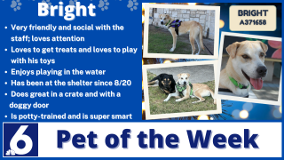 Pet of the Week: Bright 