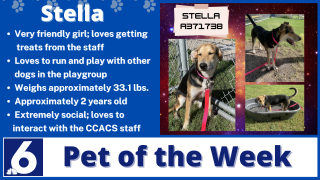 Stella potw  photo .png