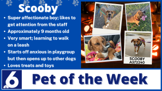 Pet of the Week: Scooby 